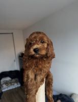 Cavapoo Puppy For Adoption - $550