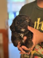 Cavapoo Puppy