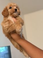 Cavapoo Puppy | Clermont, Florida