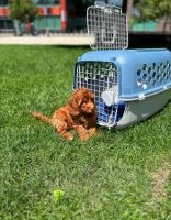 Cavapoo Puppy | Miami, Florida