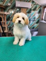 Cavapoo Puppies for sale in Queanbeyan NSW, Australia. price: $2,300