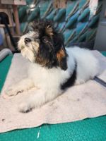 Cavapoo Puppies for sale in Queanbeyan NSW, Australia. price: $2,300
