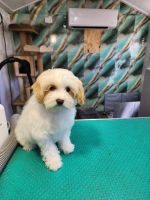 Cavapoo Puppies for sale in Queanbeyan NSW, Australia. price: $2,300