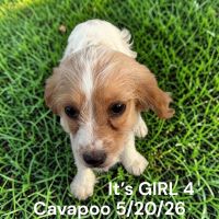 Cavapoo Puppies for sale in Montpelier, OH 43543, USA. price: $300
