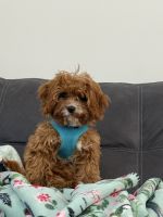Cavapoo Puppies for sale in Grand Rapids, MI, USA. price: $2,000
