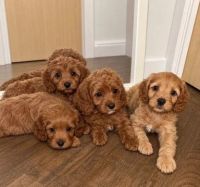 Cavapoo Puppies for sale in Santa Fe, NM, USA. price: $500