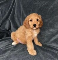 Cavapoo Puppy