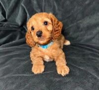 Cavapoo Puppy | Santa Fe, New Mexico