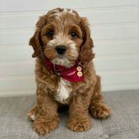 Cavapoo Puppies for sale in Toronto, ON, Canada. price: $500