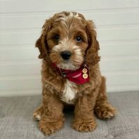Cavapoo Puppies for sale in Kingston, ON, Canada. price: $500