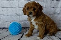 Cavapoo Puppies for sale in Ohio City, OH 45874, USA. price: $2,000