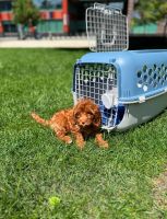 Cavapoo Puppy