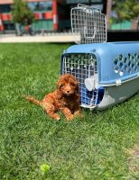 Cavapoo Puppy | Vancouver, British Columbia