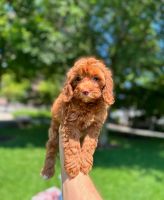 Cavapoo Puppy For Adoption - $1,000