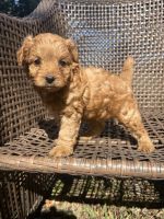 Cavapoo Puppies for sale in Dickson, TN, USA. price: $1,500