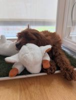 Cavapoo Puppy
