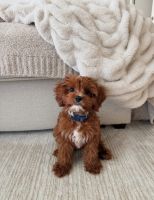 Cavapoo Puppies for sale in Manchester, NH, USA. price: $580