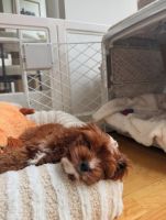 Cavapoo Puppy | Manchester, New Hampshire