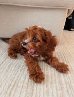 Cavapoo Puppy For Adoption - $580