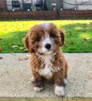 Cavapoo Puppies for sale in 127 N Texas Ave, Atlantic City, NJ 08401, USA. price: $500