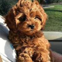 Cavapoo Puppies for sale in Berlin, Germany. price: 550 EUR