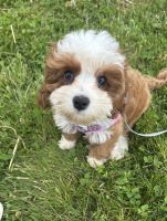 Cavapoo Puppies for sale in Wellington, FL, USA. price: $480