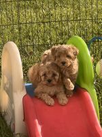 Cavapoo Puppy