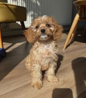 Cavapoo Puppies for sale in Providence, RI, USA. price: $600
