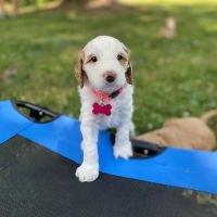 Cavapoo Puppies for sale in 19 Washington Square N, New York, NY 10012, USA. price: $900