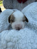 Cavapoo Puppies for sale in Ephrata, PA 17522, USA. price: $1,200