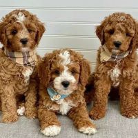 Cavapoo Puppies for sale in Montreal, QC, Canada. price: $600