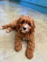 Cavapoo Puppies for sale in Charlotte, NC, USA. price: $600