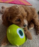 Cavapoo Puppy