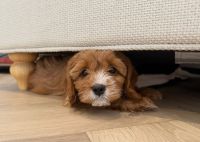 Cavapoo Puppy | Charlotte, North Carolina