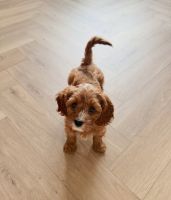 Cavapoo Puppy For Adoption - $600