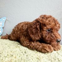 Cavapoo Puppies for sale in New York, NY, USA. price: $3,000