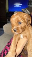 Cavapoo Puppies for sale in Tucker, GA, USA. price: $800