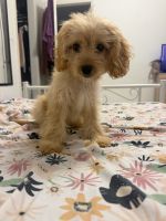 Cavapoo Puppies for sale in Hialeah, FL, USA. price: $2,000