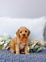 Cavapoo Puppies for sale in Newark, NJ, USA. price: $900