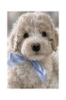 Cavapoo Puppies for sale in Lalor VIC 3075, Australia. price: $3,500