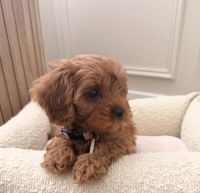 Cavapoo Puppies for sale in Orange County, CA, USA. price: $450
