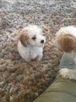 Gorgeous Cavapoo Puppies