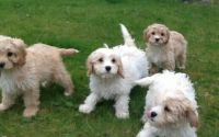 Beautiful Cavapoo pups