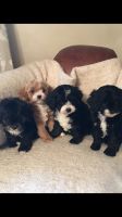 Cavapoo Puppies