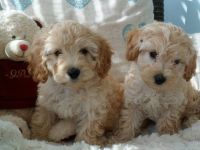 Beautiful Cavapoos Ready To Go !!!!