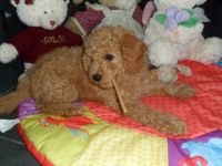 Beautiful Cavapoos Ready To Go !! Fully Injected