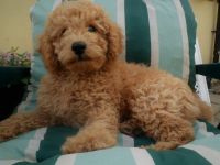 Beautiful Cavapoos Ready To Go !! Fully Injected