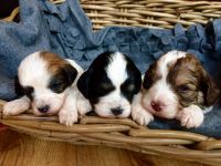 Male Cavapoo Puppy Randy!!!***********4