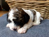Male Cavapoo Puppy Randy!!!***********4