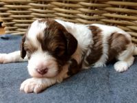 Male Cavapoo Puppy Randy!!!***********4